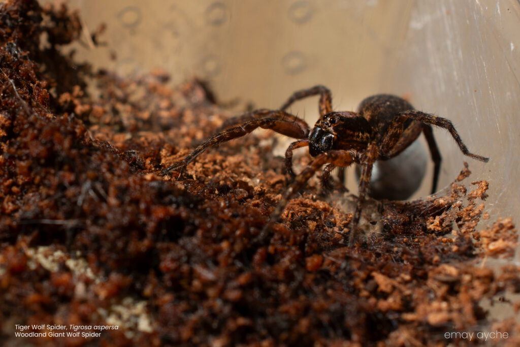 Tiger Wolf Spider, with egg sac