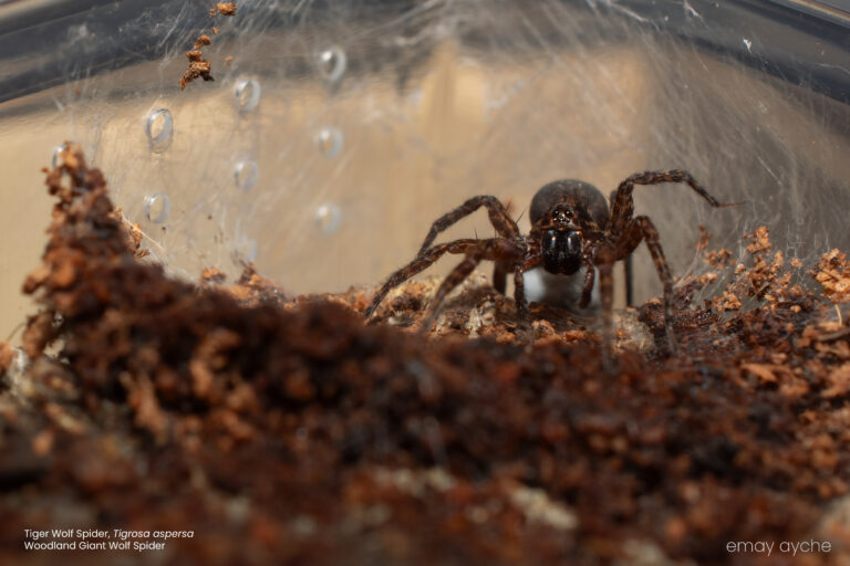 There Came a Little Spider