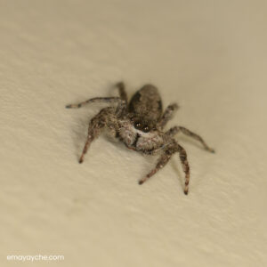 "Toto" Tan Jumping Spider(Platycryptus Undatus)