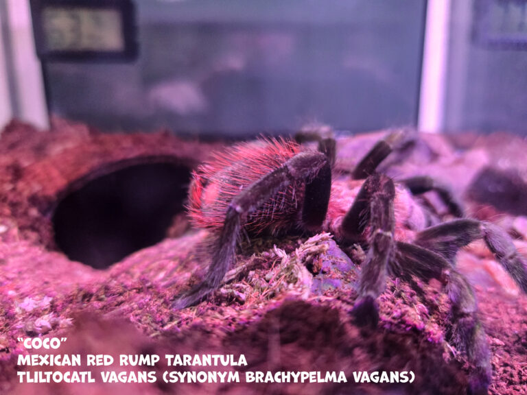 Coco is remodeling-and she scraped her butt!