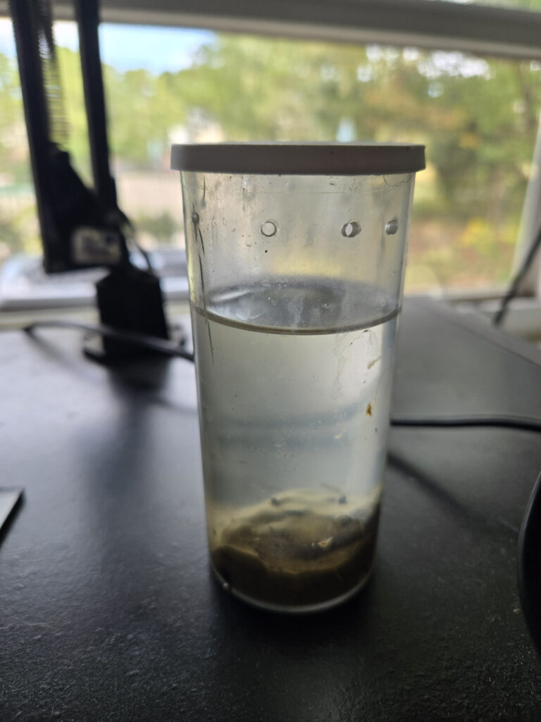 Five Dram Linkhorn Annex